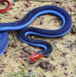 Josh Browning Photo 1