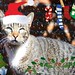 Merry Morris Photo 18