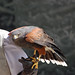 Kristin Hawks Photo 7