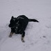 Willie Snow Photo 19