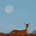Dawn Hinds Photo 23