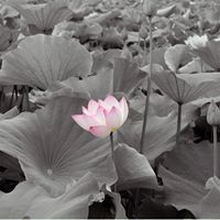 Song Fang Photo 4