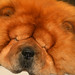 Man Chow Photo 24