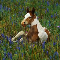 Carol Schofield Photo 24