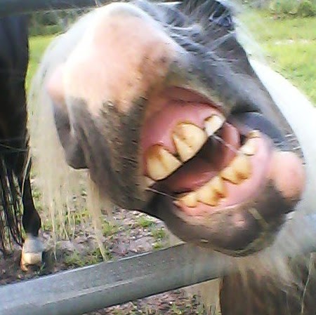 Julie Harding Photo 25