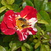 Margaret Stearns Photo 25