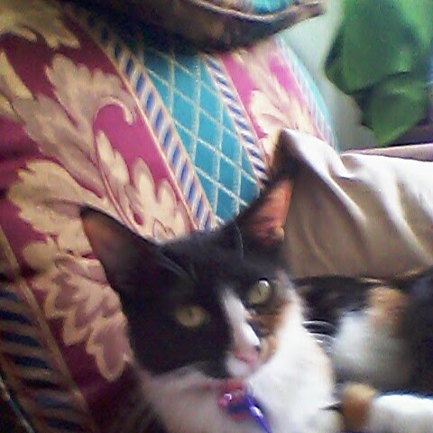 Colleen Flynn Photo 41 Colleen Flynn Photo 41