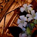Stephen Rainer Photo 7