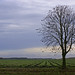Raymond Chestnut Photo 8