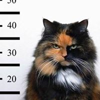 Michelle Archer Photo 29