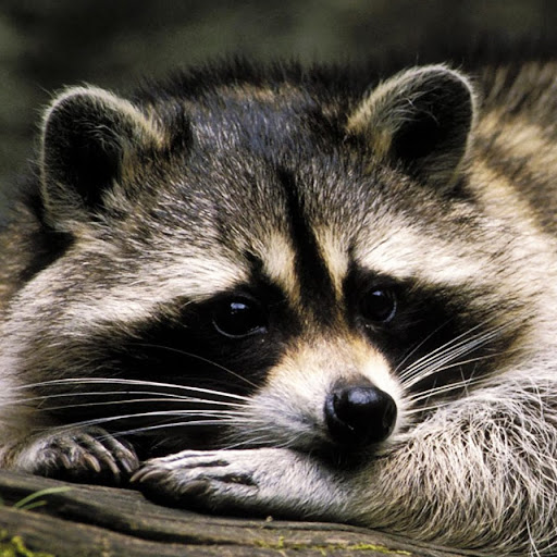 Tim Schmidt Photo 41