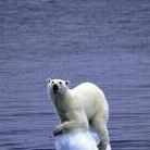 Ronald Houston Photo 36