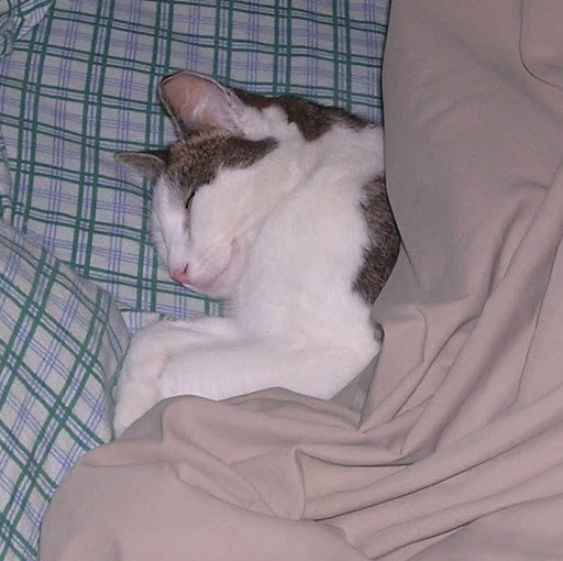 Lawrence Lambert Photo 19