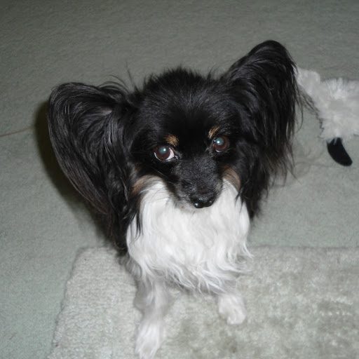 Susan Major Photo 31