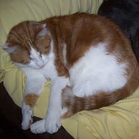 Cathy Cornelius Photo 31