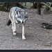 Christi Wolf Photo 1