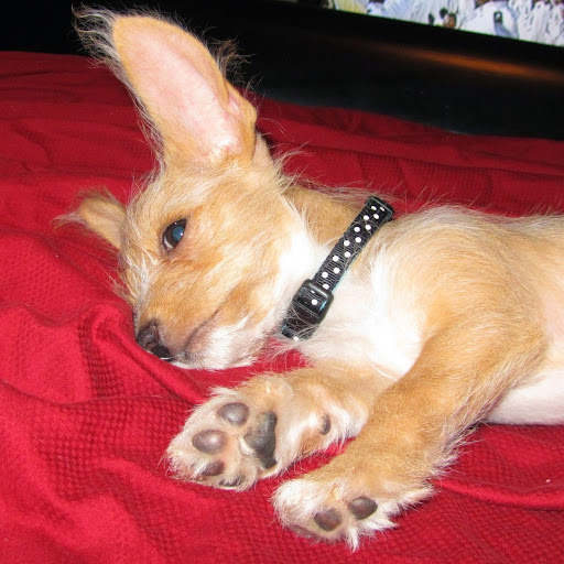 Bruce Snyder Photo 21