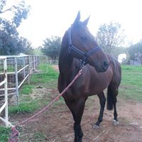 Tracey Walls Photo 7