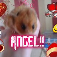 Angel Bell Photo 36