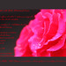 Victoria Rose Photo 11