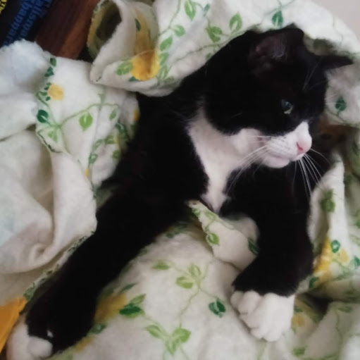 Victoria Harrison Photo 31