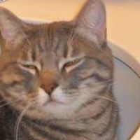 Jane Harmon Photo 25