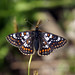 Cynthia Wallis Photo 7