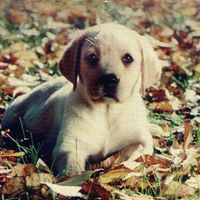 Laurence Morgan Photo 8