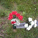 Darlene Haines Photo 14