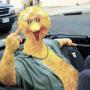 Michael Bird Photo 31