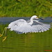 Kevan Green Photo 16