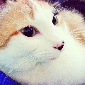 Robin Macias Photo 13