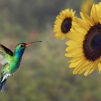 Sylvia Ortega Photo 33