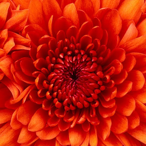 Victoria Weaver Photo 39 Victoria Weaver Photo 39