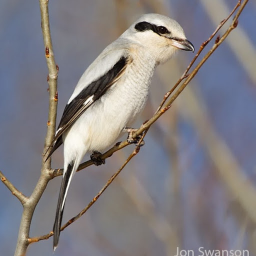 Jon Swanson Photo 18
