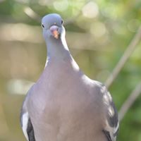 Daniel Mulhern Photo 30