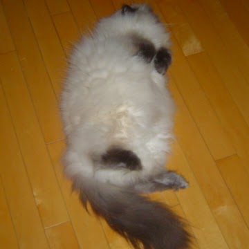 Suzanne Lemieux Photo 21