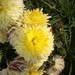 Kazi Ahmed Photo 7