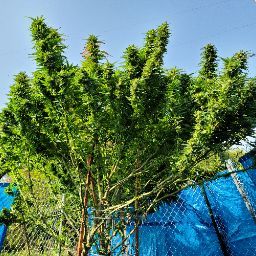 Anthony Chaney Photo 8