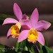 Aileen Smith Photo 10