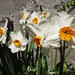 Daffodil Weston Photo 7