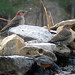Robin Flicker Photo 9