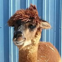 Ken Pedersen Photo 9