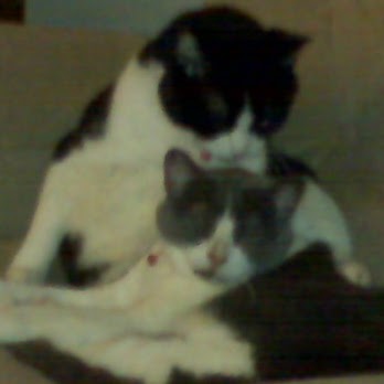 Denise Cook Photo 17