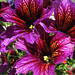 Sandra Flowers Photo 16