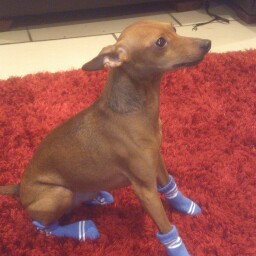 Elizabeth Pringle Photo 15