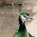 Sandra Peacock Photo 31