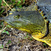 Jim Shell Photo 38