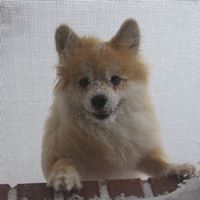 Colleen Bouchard Photo 15