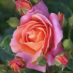 Kathy Combs Photo 10